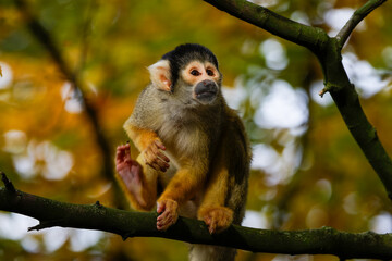 Obraz premium The black-capped squirrel monkey (Saimiri boliviensis) 