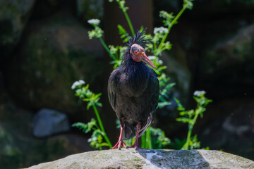 The northern bald ibis, hermit ibis, or Waldrapp (Geronticus eremita) 