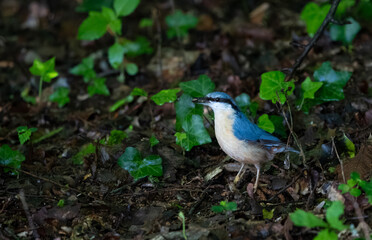 Blue nuthatch on the ground
