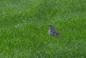 Mistle trush in the wet grass