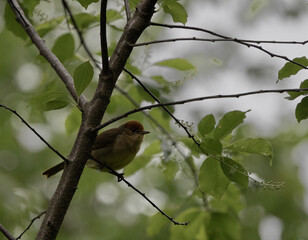Black Cap sylvia atricapilla in the trees