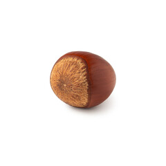A single hazelnut sits on a pristine white background, highlighting its smooth, warm brown shell. The simplicity of the composition emphasizes the natural beauty and texture of the nut.