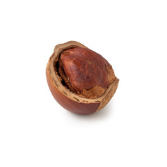 A solitary pecan shell sits gracefully against a light backdrop, showcasing its intricate textures and rich color. Nature's craftsmanship shines in this detailed representation of organic beauty.