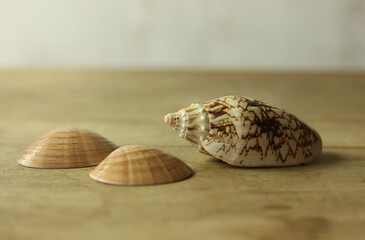 Seashells on wooden background. Close-up image.