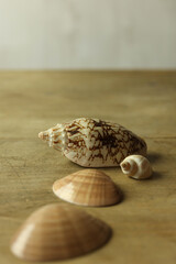 Seashells on wooden background. Close-up image.