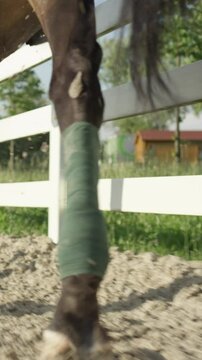 SLOW MOTION CLOSE UP: Beautiful big dark bay gelding cantering with his strong powerful legs wrapped in polos in sandy paddock. Dressage female rider horseback riding a mighty brown stallion horse