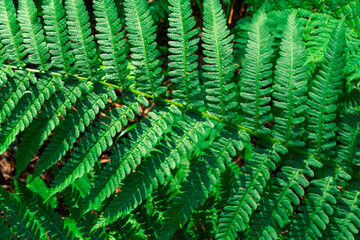 Lush green ferns thrive in a tranquil forest under bright sunlight