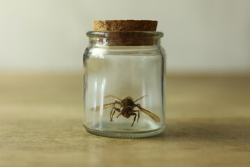 Wasp in a glass jar on a wooden table, selective focus