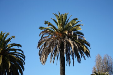palm trees against blue sky
