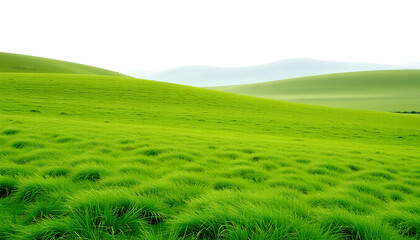 Fototapeta premium green grassland landscape isolated on white or transparent png. Meadow 2