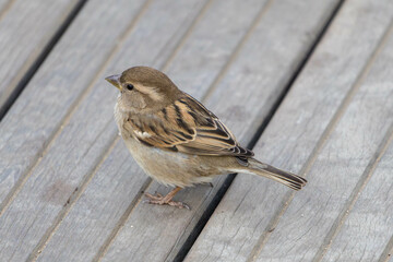 A small brown bird, possibly a sparrow, perches on weathered wooden planks.