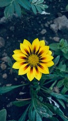 Obraz premium yellow, nature, summer, plant, sun, flowers, garden, blossom, floral, bright, flora, beauty, petal, field, bloom, petals, agriculture, pollen,meadow, isolated