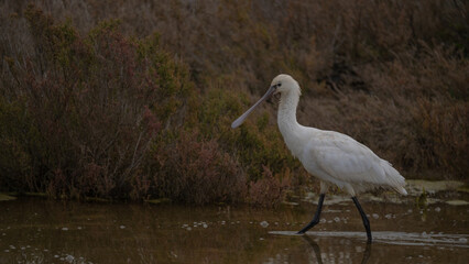 Platalea leucorodia, commonly known as the eurasian spoonbill, wading in shallow water