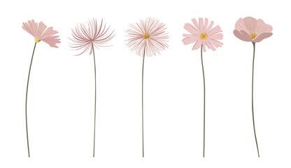 Gentle pink flowers with shining golden centers. Meadow botanical set for wedding, birthday. Delicate wild flowers. © Hanna ArtLab