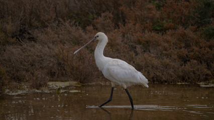 Platalea leucorodia, commonly known as the eurasian spoonbill, wading in shallow water