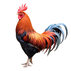 Fototapeta premium Proud Rooster with a Bright Red Comb and Colorful Feathers, Standing Tall in the Morning Light