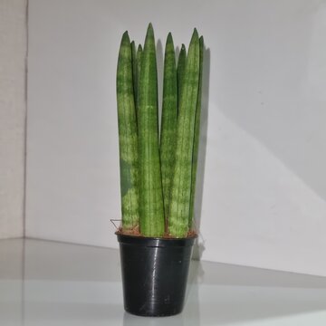 a stuckyi in black pot