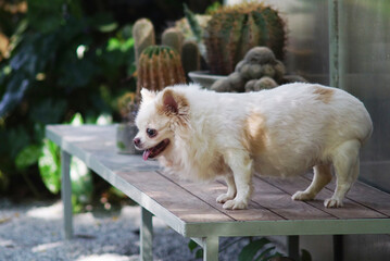 Chihuahua dog on desk at garden, Pet portrait