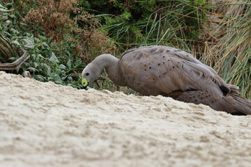 cape barren goose