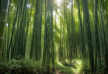 Fototapeta premium Sunlit Serenity: A Mystical Bamboo Forest Path Beckons