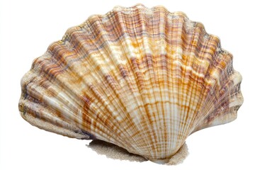 Scallop shell ocean beach summer decor isolated