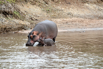 Tendresse sauvage : une mère hippopotame et son petit traversant une rivière au cœur de la...