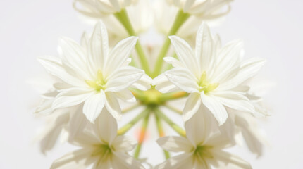 Obraz premium Delicate white flowers creating a stunning symmetrical pattern