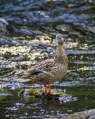 Mallard duck stands gracefully on a rock in sparkling river water during a sunny day