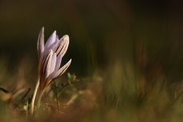 croco flower in spring at sunset