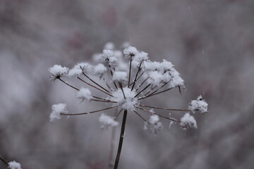 neve in campagna su un fiore