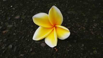 a single yellow and white plumeria or frangipani flower lying on a dark, textured surface.