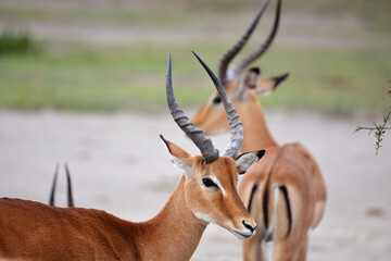 Antilope Impala dans les plaines du Serengeti en Tanzanie