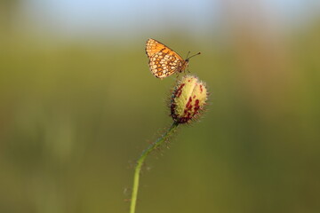 una farfalla melitaea al tramonto su un fiore