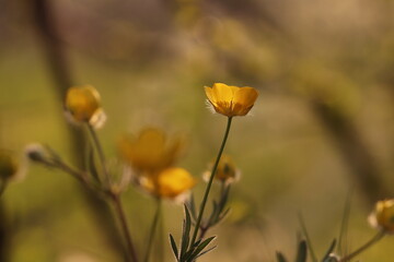 fiori gialli in primavera
