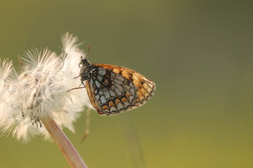 una farfalla melitaea al tramonto