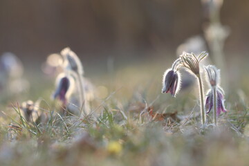 fiori di anemone pulsatilla in primavera al tramonto