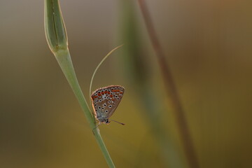 una farfalla licenide al tramonto