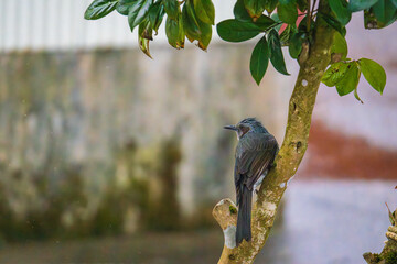 アマヤドリのヒヨドリ