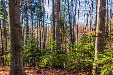 Obraz premium Landscapes - Forest - Europe, Romania, Suceava region 