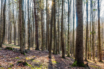 Landscapes - Forest - Europe, Romania, Suceava region  