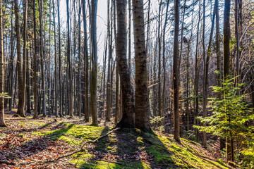 Landscapes - Forest - Europe, Romania, Suceava region  