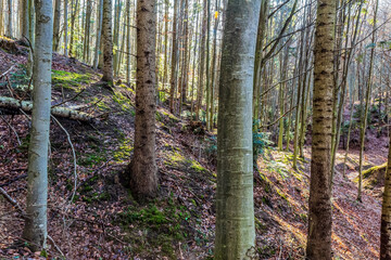 Landscapes - Forest - Europe, Romania, Suceava region  