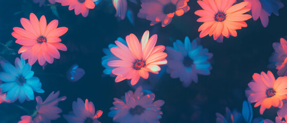 Brightly colored petals stand out against a dark background creating a vibrant contrast