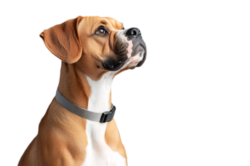 Playful dog portrait studio setting animal photography single subject natural light captivating expression for pet lovers