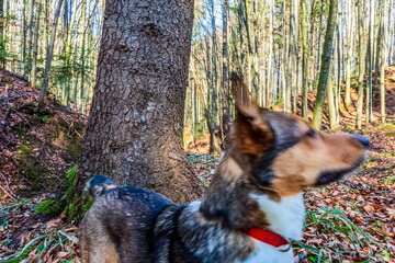 Landscapes - Forest - Europe, Romania, Suceava region  