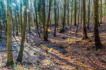 Landscapes - Forest - Europe, Romania, Suceava region  