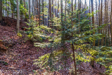 Landscapes - Forest - Europe, Romania, Suceava region  