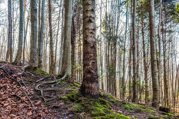 Landscapes - Forest - Europe, Romania, Suceava region  