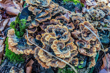 Landscapes - Forest - Europe, Romania, Suceava region  