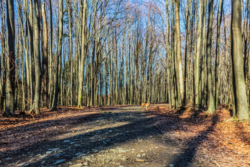 Landscapes - Forest - Europe, Romania, Suceava region  
